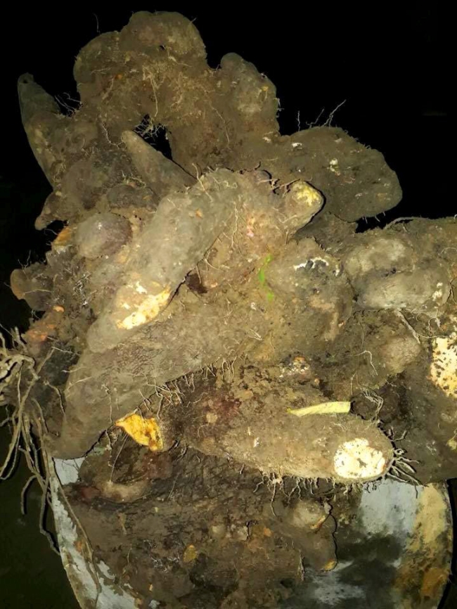 Nông[-]dân[-]Hà[-]Tĩnh[-]đào[-]được[-]củ[-]khoai[-]vạc[-]nặng[-]hơn[-]1[-]tạ